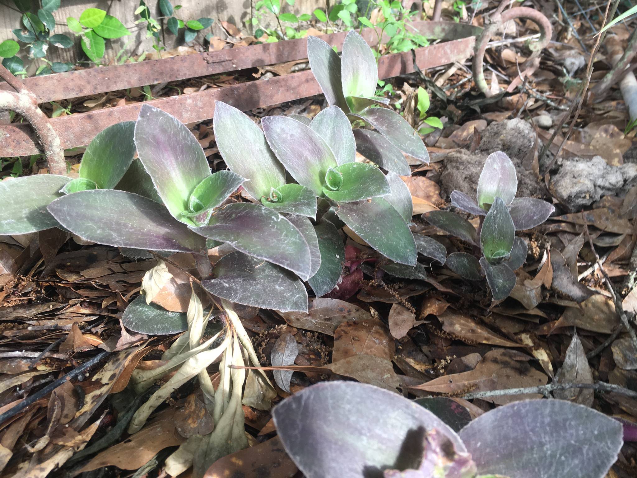 Tradescantia purpurea